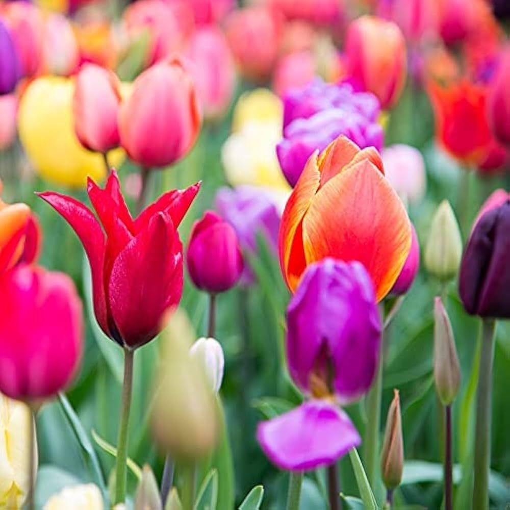 Non-GMO Rainbow Tulip Seeds for Gardening