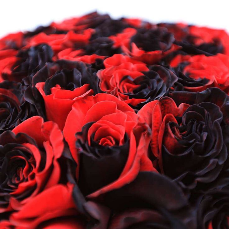 Non-GMO Rare Gray Red Rose Seeds for Home Gardening