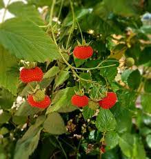 Identify Australia Raspberry Raspberry Seeds - Australian Rubus Probus Queensland Red Berry Shrub ...