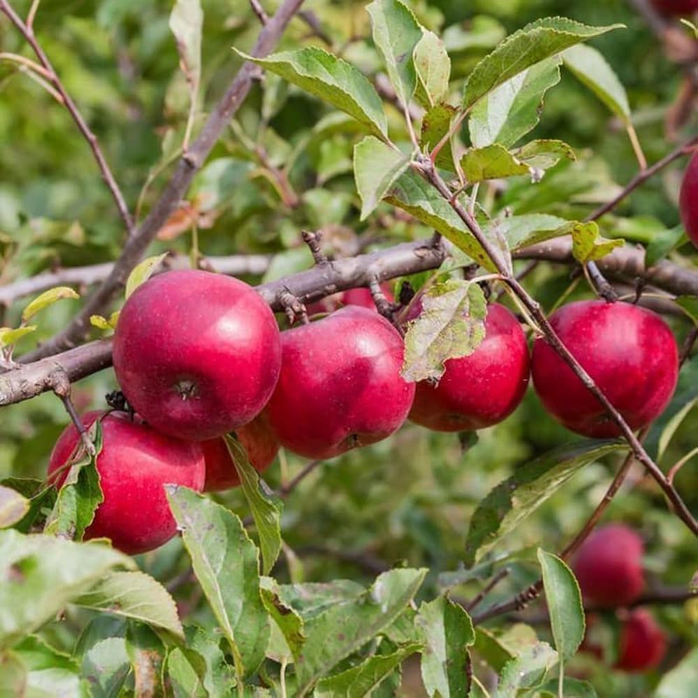 Non-GMO red apple seeds for home orchard planting