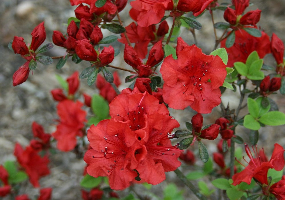Non Gmo Red Azalea Seeds