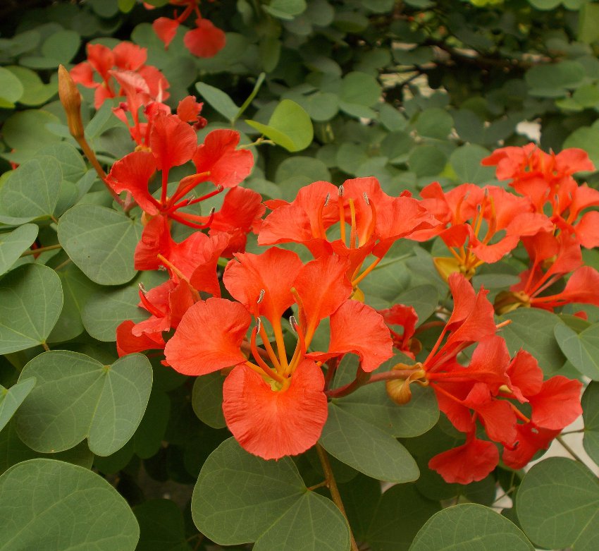 Non-GMO Red Bauhinia Tree Seeds for Gardening