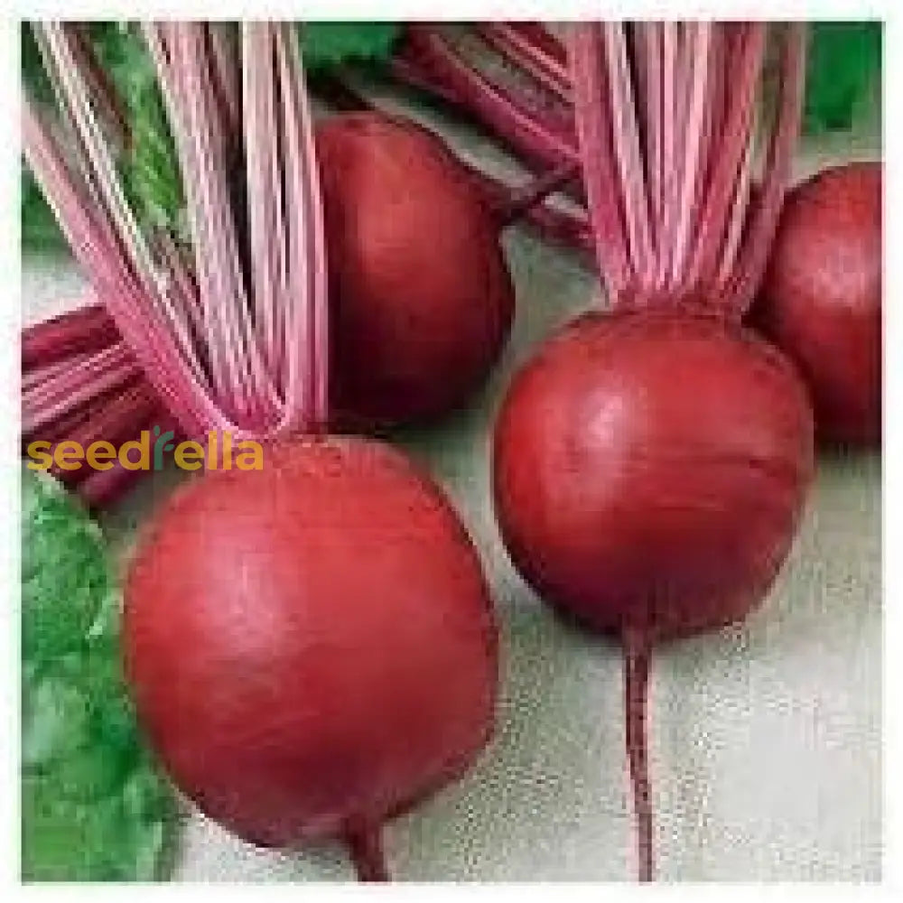 Non-GMO Red Beetroot seeds for garden displays