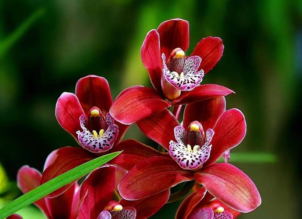 Non-GMO Red Bell Orchid Seeds for Home Gardening