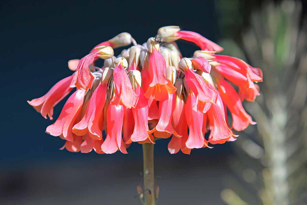 Non-GMO Red Chandelier Plant Seeds for Gardening
