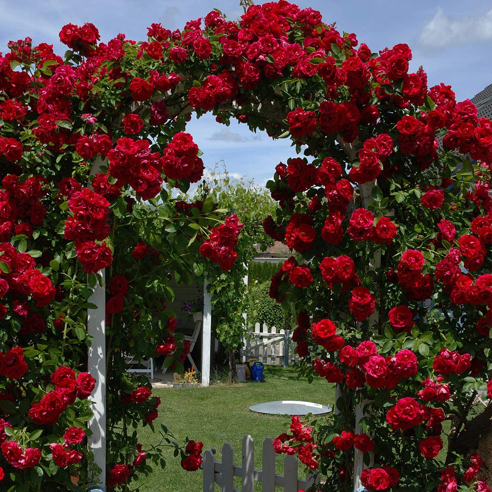 Non-GMO Red Climbing Rose Seeds for Home Gardening