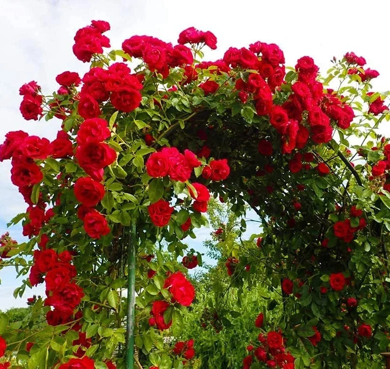 Non-GMO Red Climbing Rose Seeds