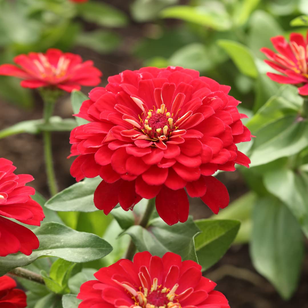 Non-GMO Red and Cream Zinnia Flower Seeds