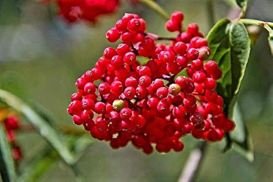 Non-GMO red elderberry seeds native wildlife-friendly shrub
