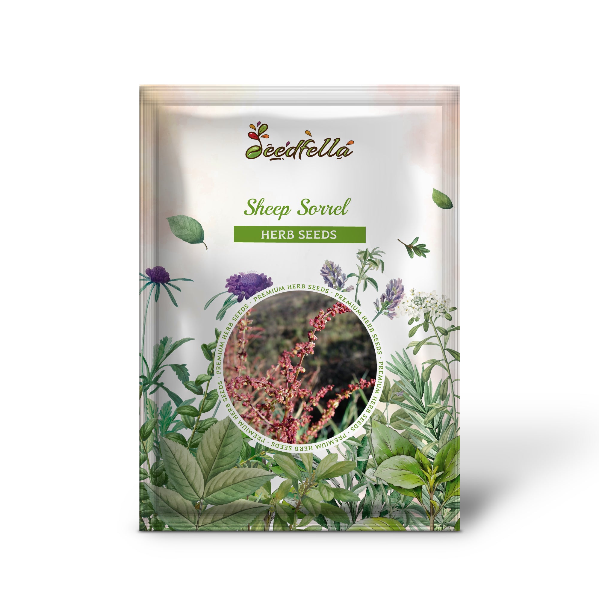 Non GMO Sheep Sorrel seedlings emerging from soil