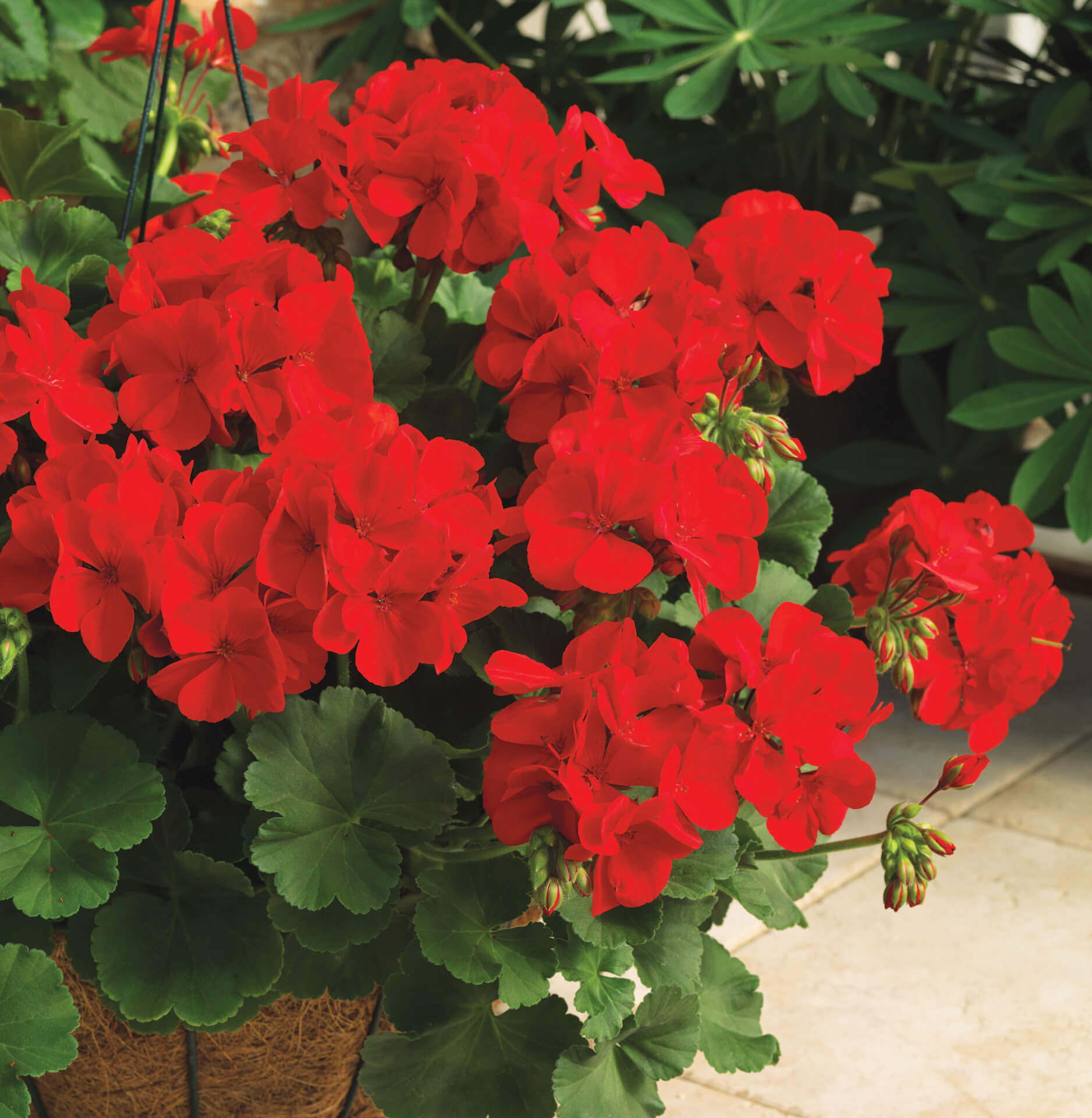 Non-GMO Red Geranium Seeds for Home Gardening