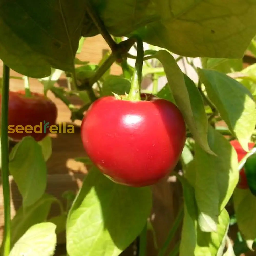 Mini Rocoto Red Pepper Pepper Seeds – Red Giant Rocoto Variety for Planting