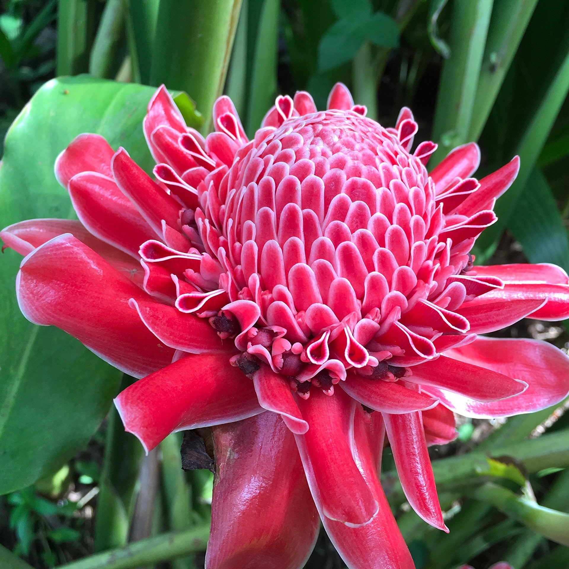 Non-GMO Red Green Torch Ginger Plant Seeds
