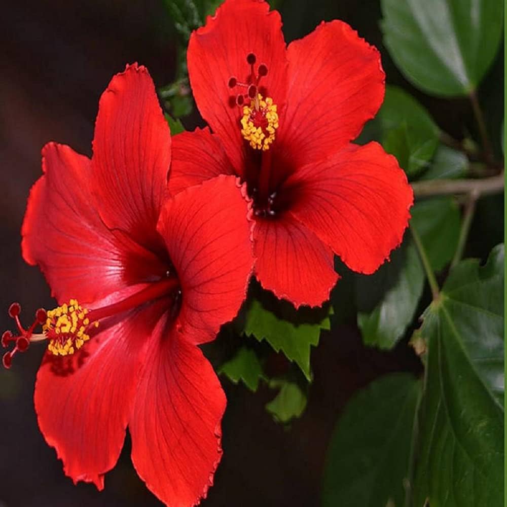 Non-GMO Red Hibiscus Seeds for Gardening