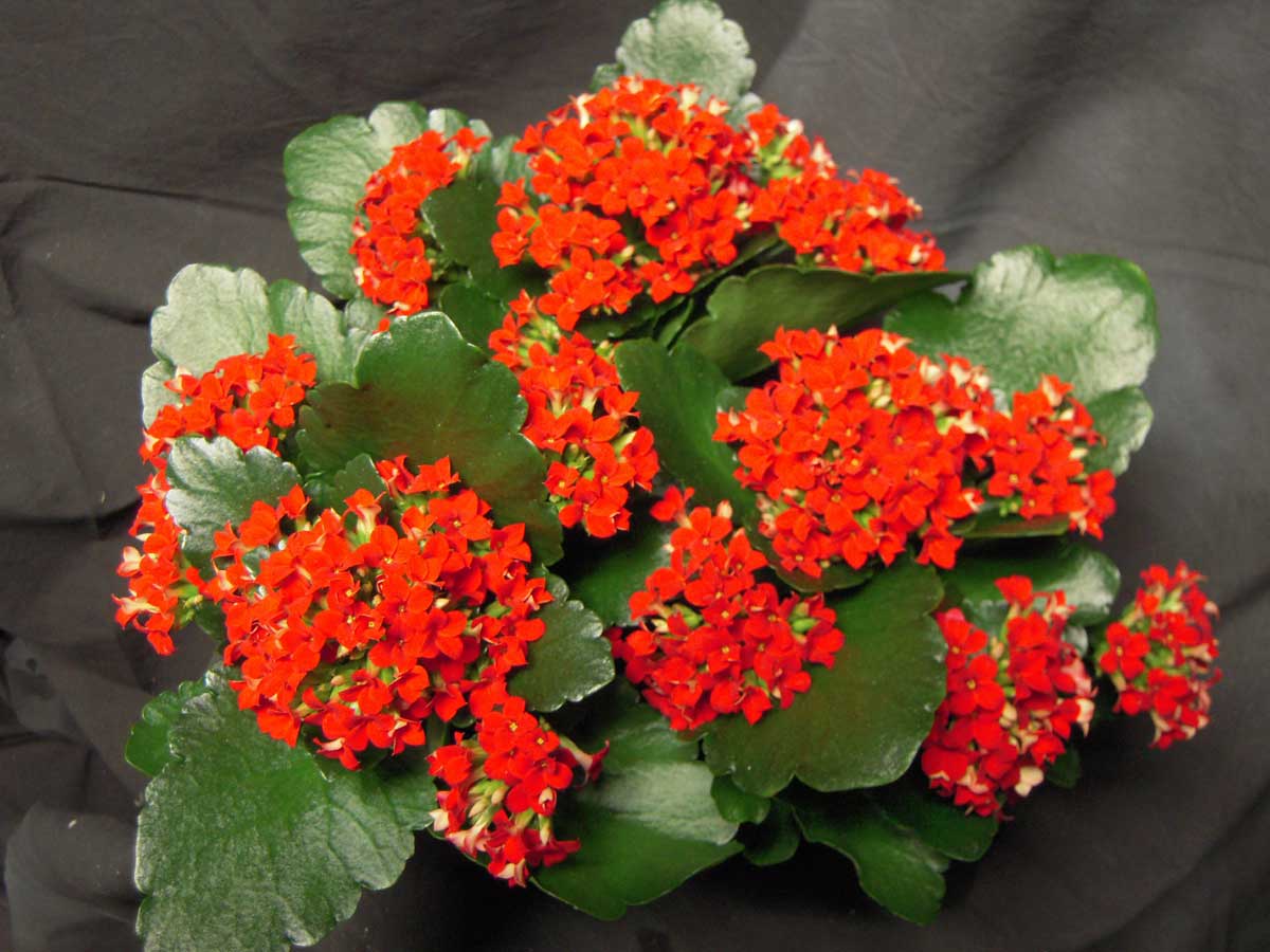 Non Gmo Red Kalanchoe Seeds