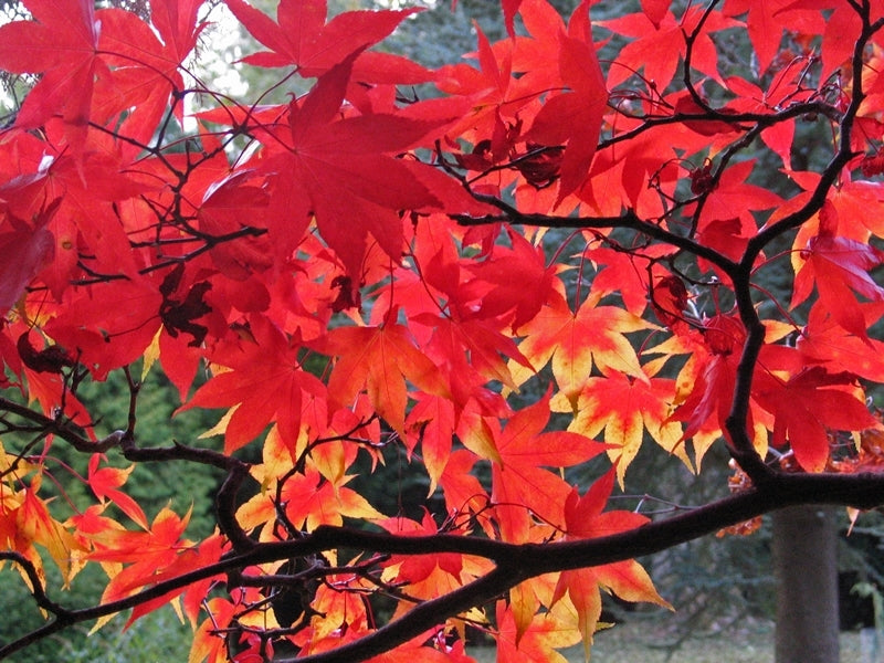 Non Gmo Red Maple Seeds