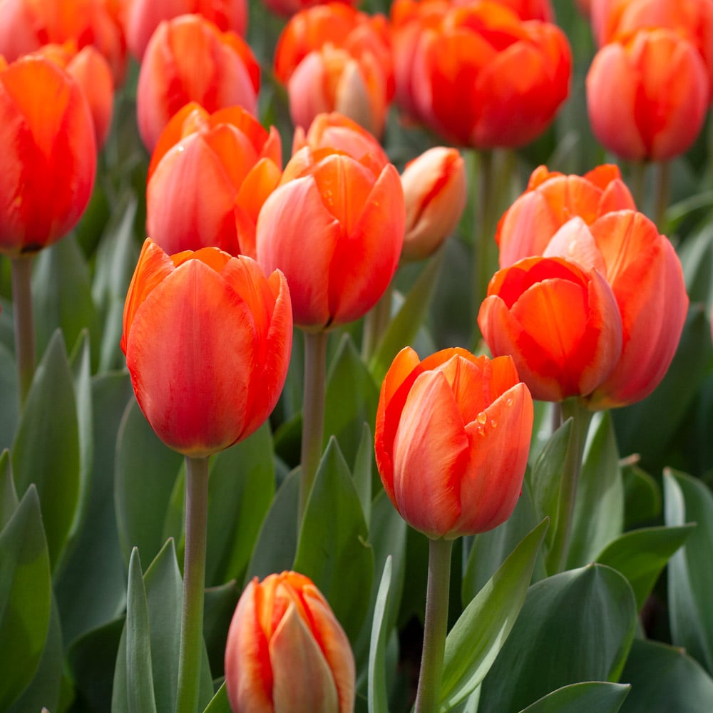 Tulip FlowNon-GMO Red Orange Tulip Seeds for Gardeninger Seeds Planting Red Orange