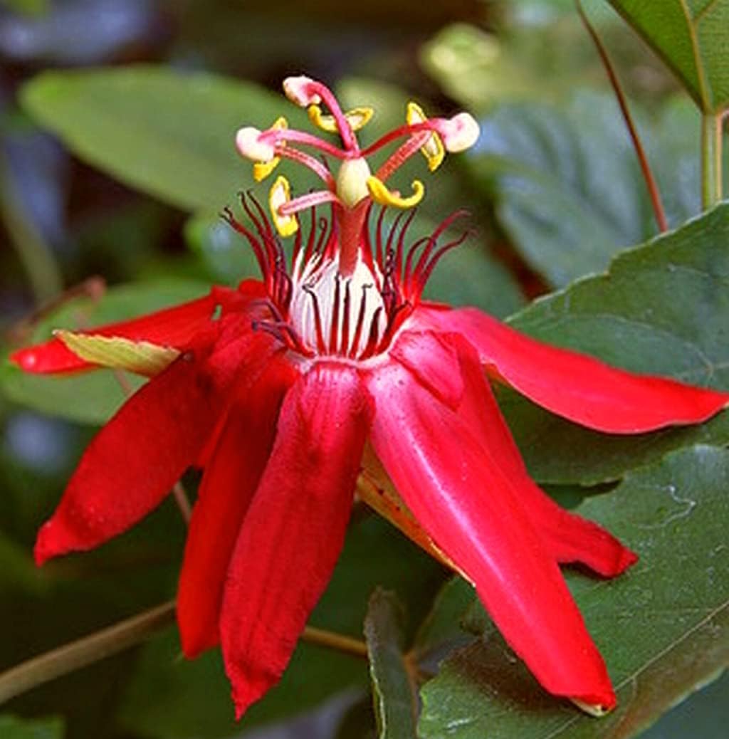 Non-GMO Red Passion Flower Seeds for Home Gardening