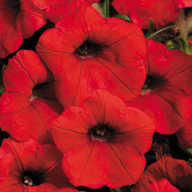 Premium Non-GMO Red Petunia Seeds