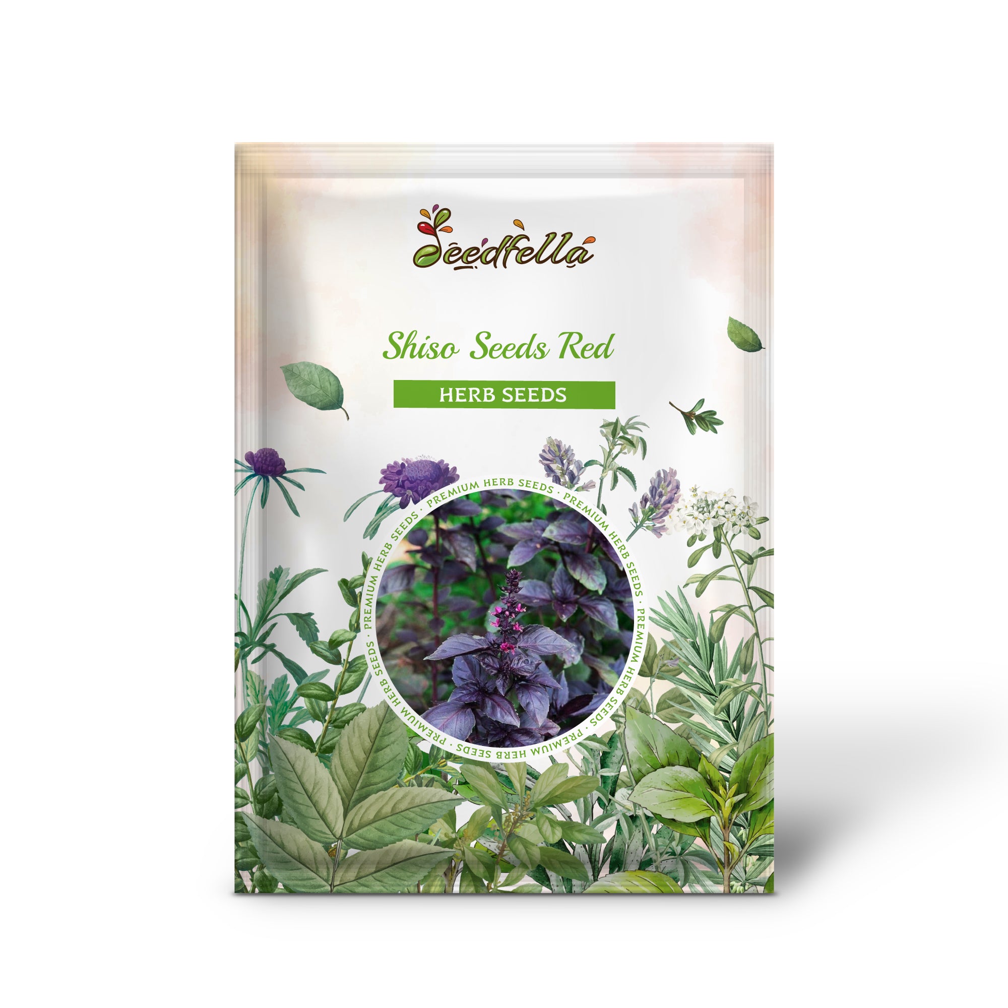 Non-GMO red purple leaf Shiso growing in gardens