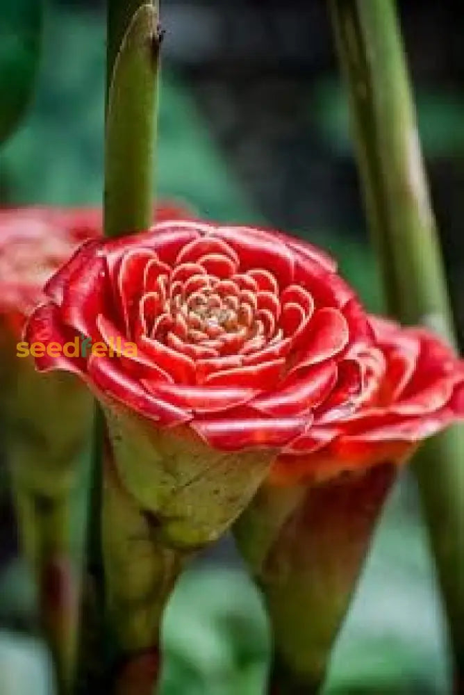 Non Gmo Red Torch Ginger Seeds