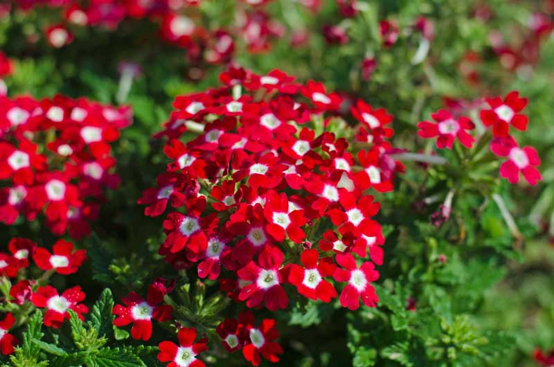 Non-GMO Red Verbena Flower Seeds