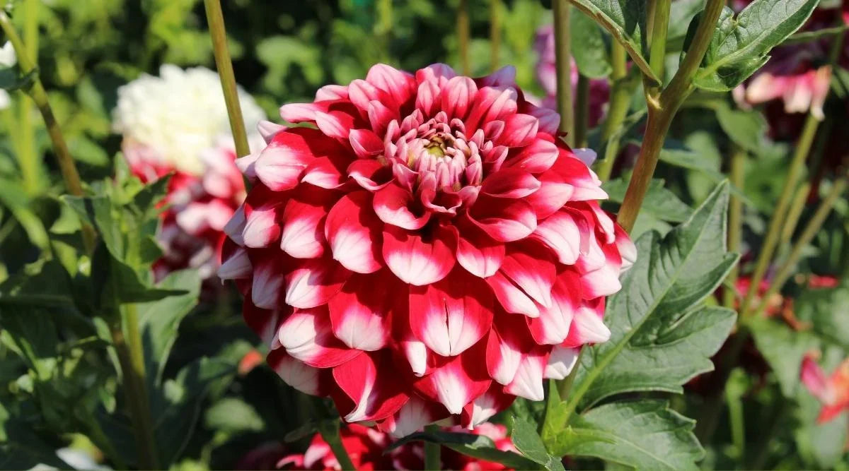 Non-GMO Red and White Dahlia Seeds for Home Gardening