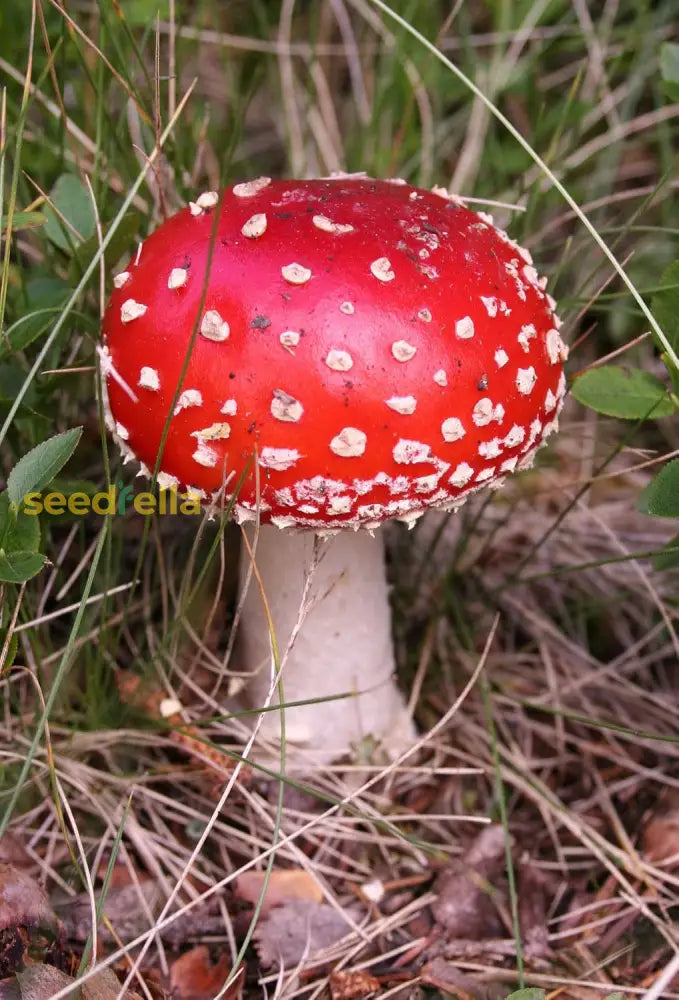 Non-GMO red and white mushroom spores for décor