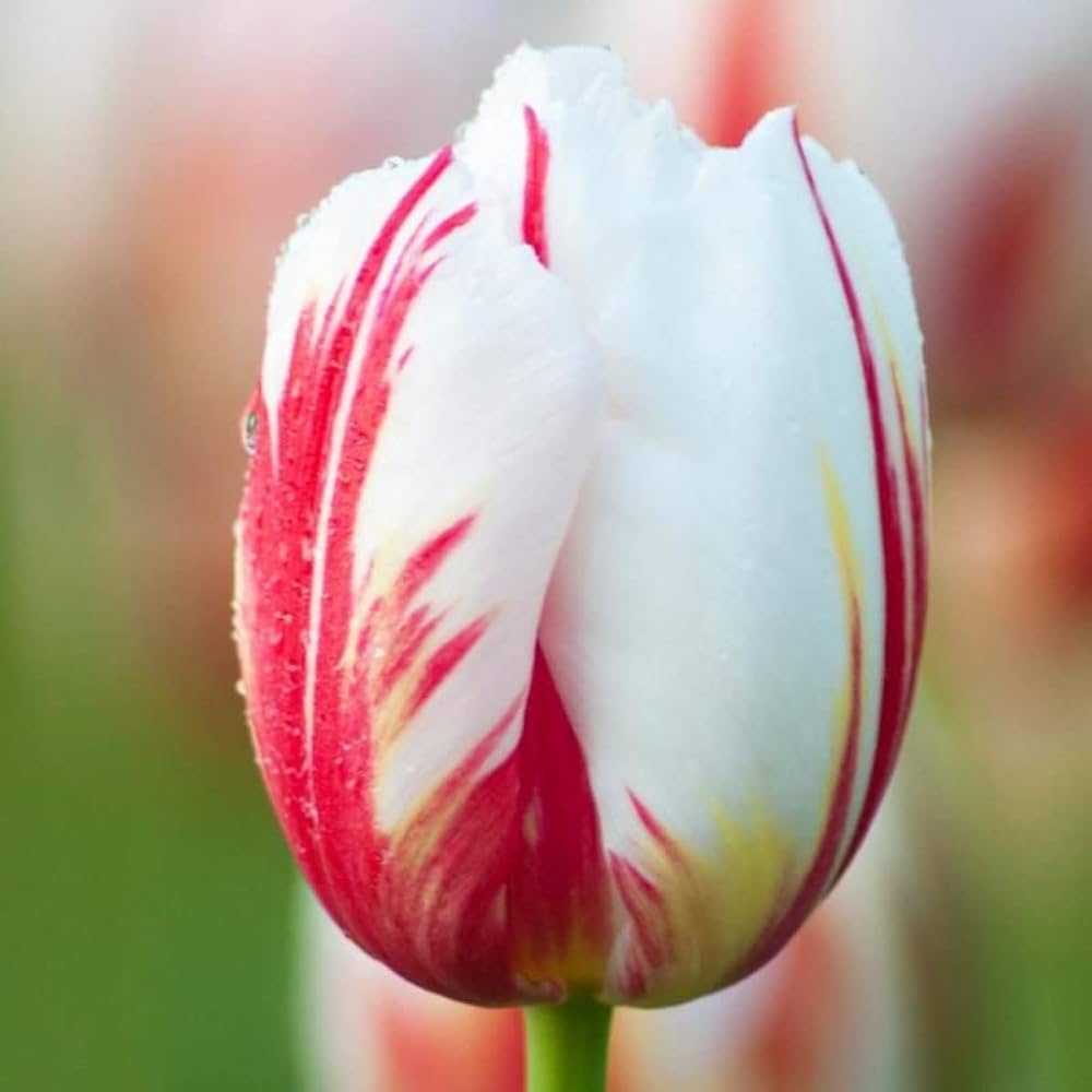 Non-GMO Red & White Tulip Seeds for Gardening