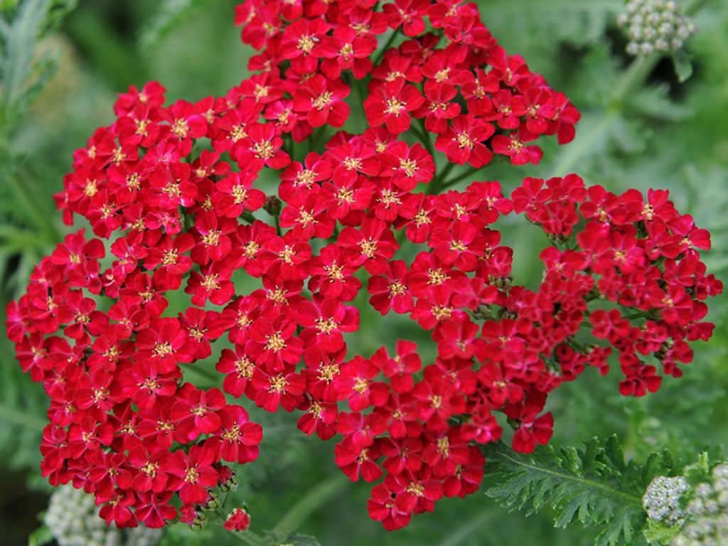 Non-GMO Red Yarrow flower seeds for dry gardens