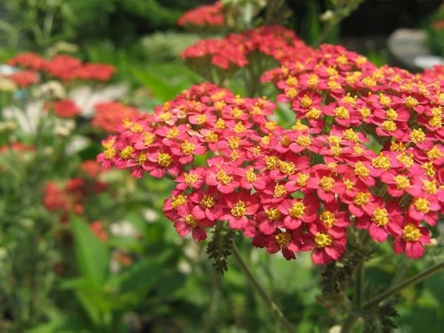 Non GMO Red Yarrow garden seeds