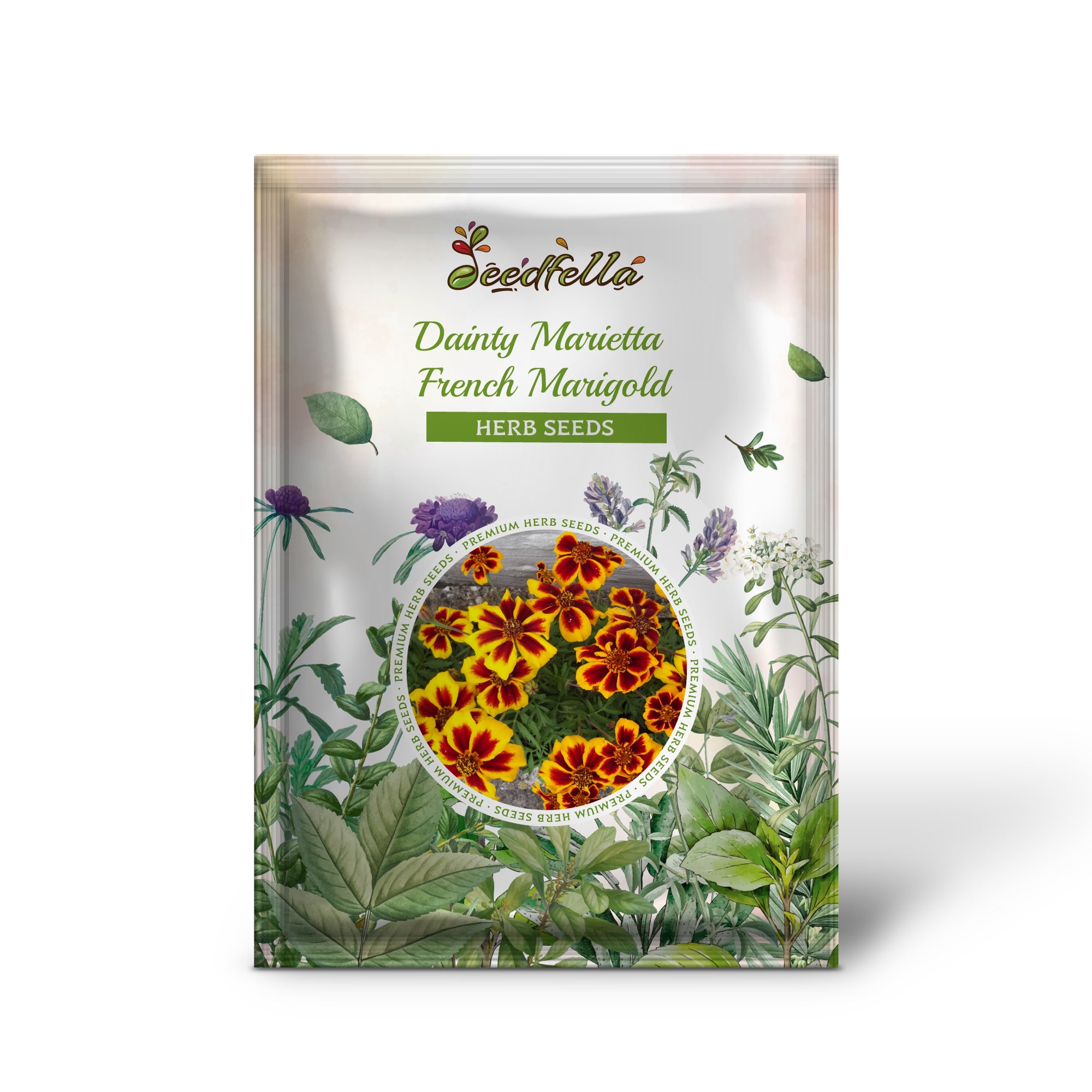 Non GMO Dainty Marietta French Marigold seedlings emerging from soil