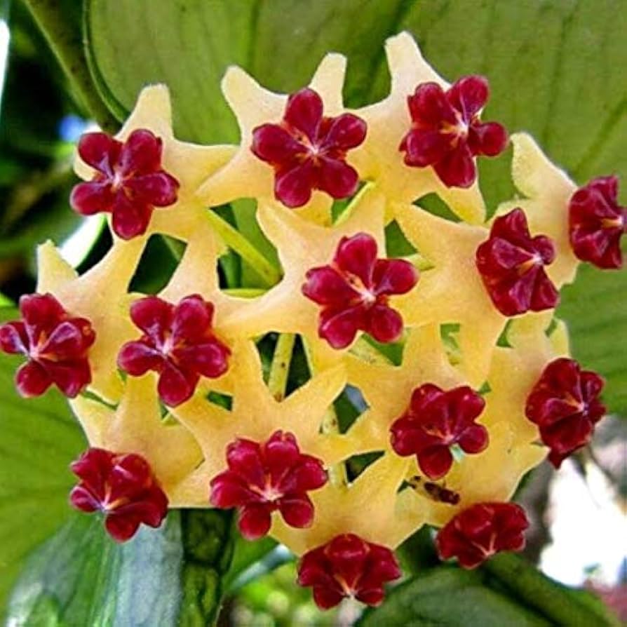 Non-GMO Red Yellow Hoya Flower Seeds