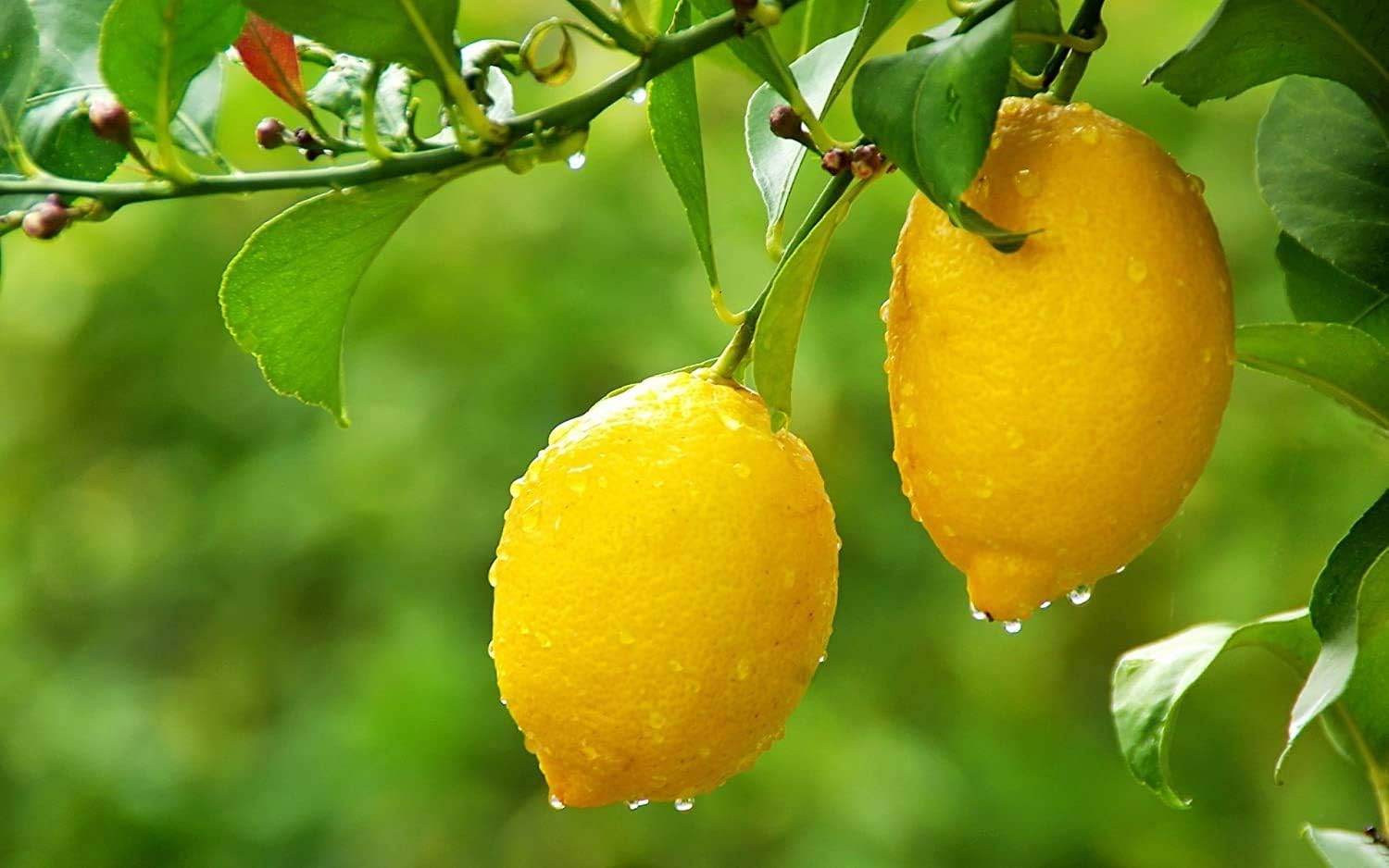 Non-GMO red and yellow lemon seeds for home citrus planting