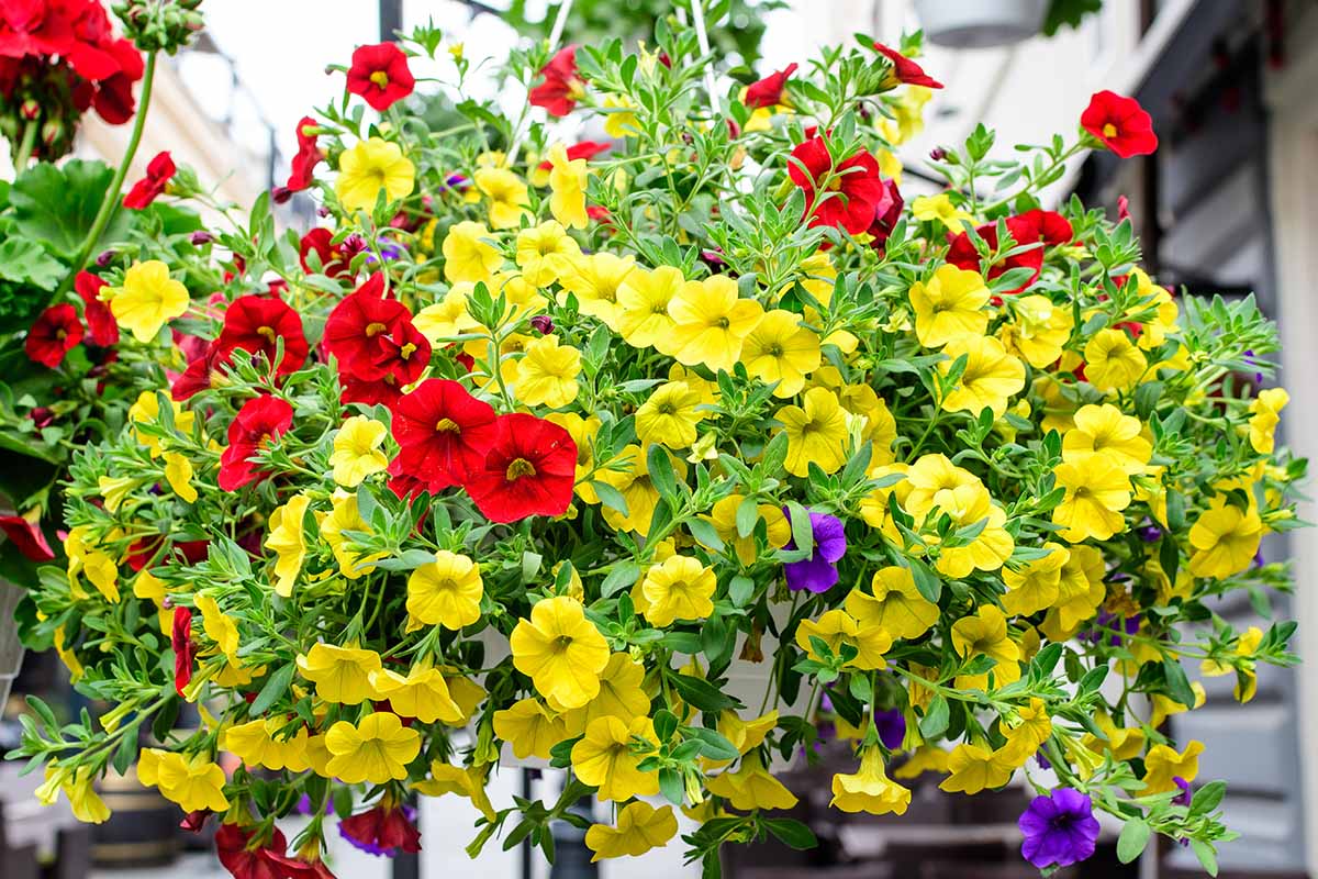 Non-GMO Red Yellow Petunia Seeds for Gardening