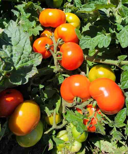 Non GMO red and yellow tomato seeds