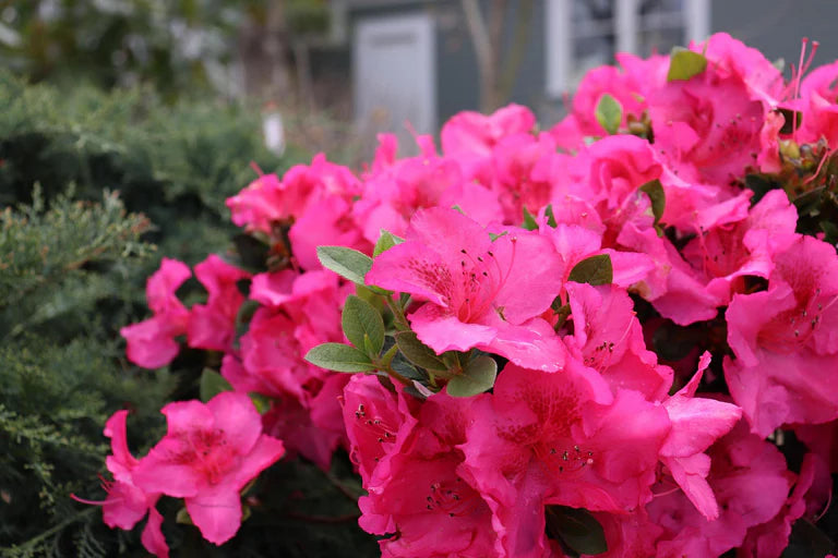 Non-GMO Rhododendron Azalea Seeds for Gardening