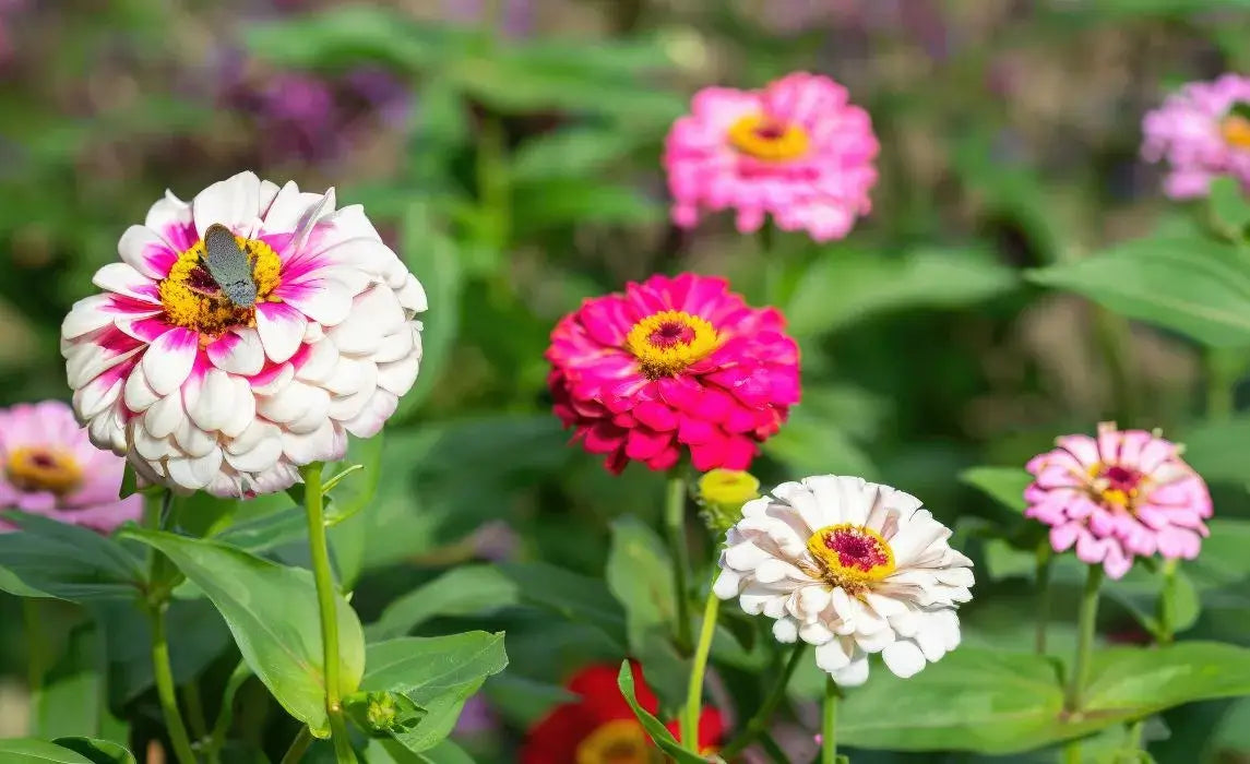 Non-GMO Rich Brown Red Zinnia Flower Seeds