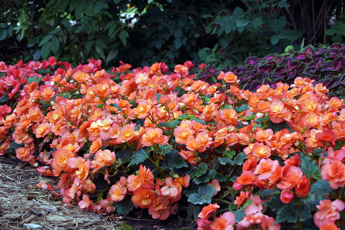 Non-GMO Rieger Begonia Flower Seeds
