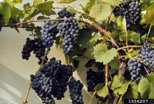 Non-GMO Riverbank Grape seeds for gardens