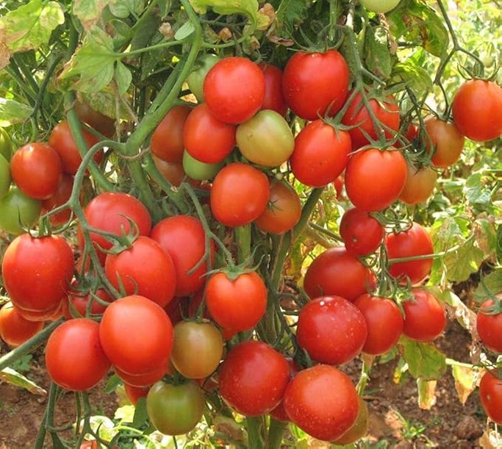 Non-GMO Robin Tomato seeds warm-season planting