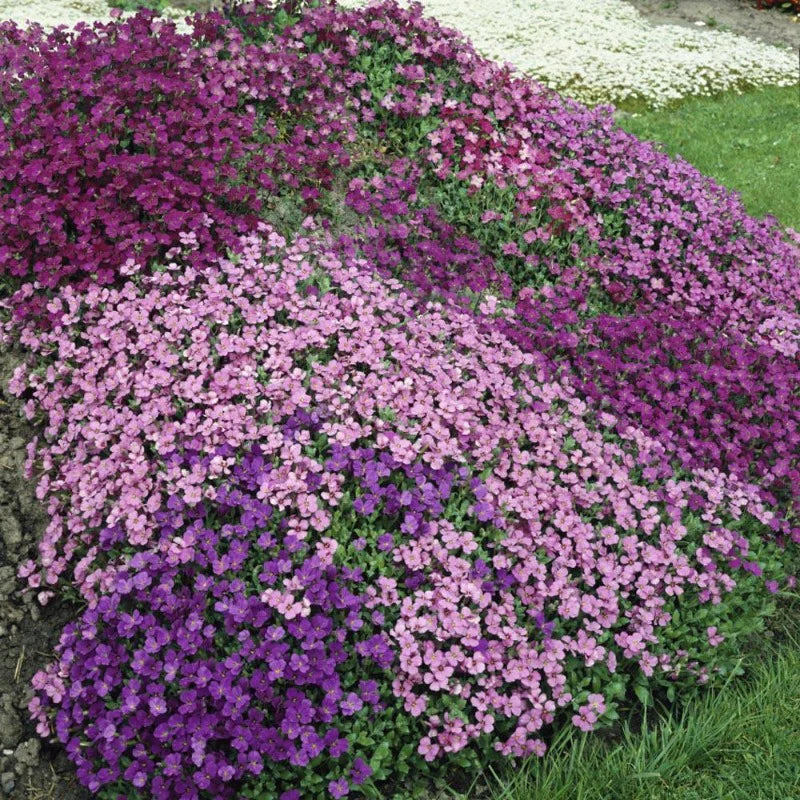 Non-GMO Rock Cress Flower Seeds for Gardening