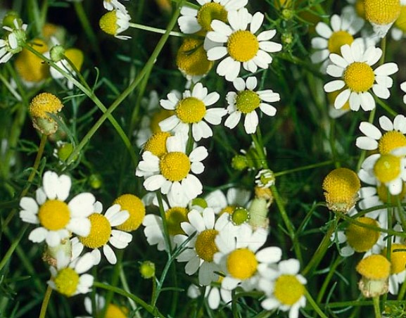 Non-GMO Roman Chamomile herb seeds for ornamental gardens