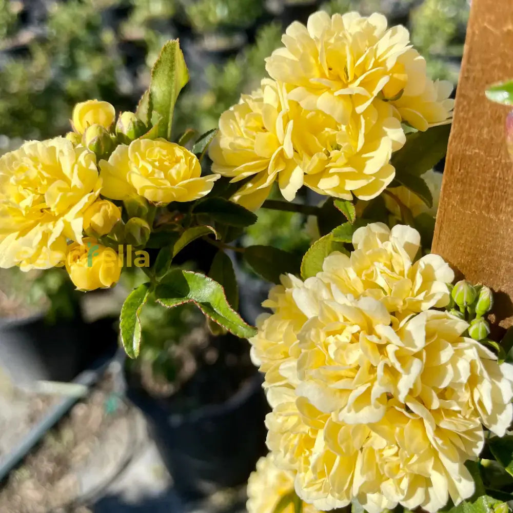 Non-GMO Rosa Banksiae Flower Seeds