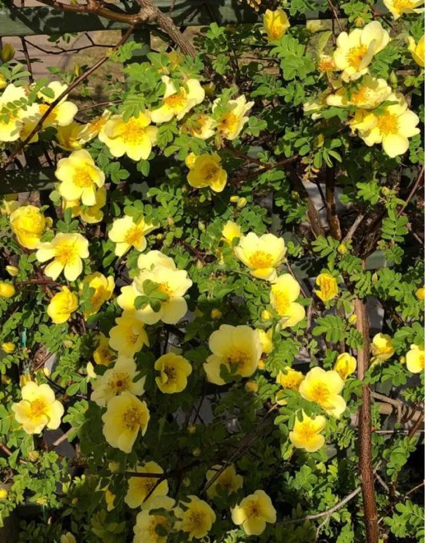 Non-GMO Rosa Xanthina Flower Seeds