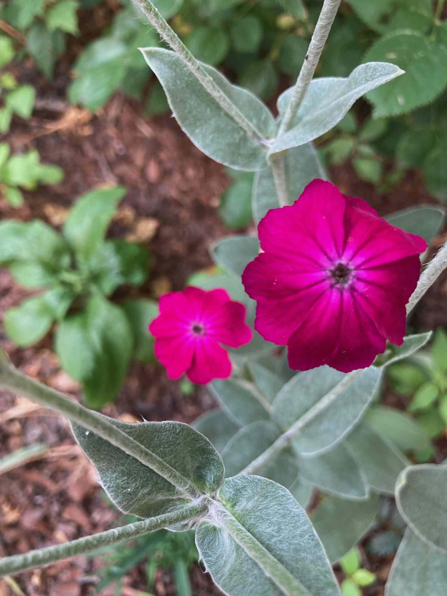 Non-GMO Rose Campion Magenta Silver Catchfly Seeds