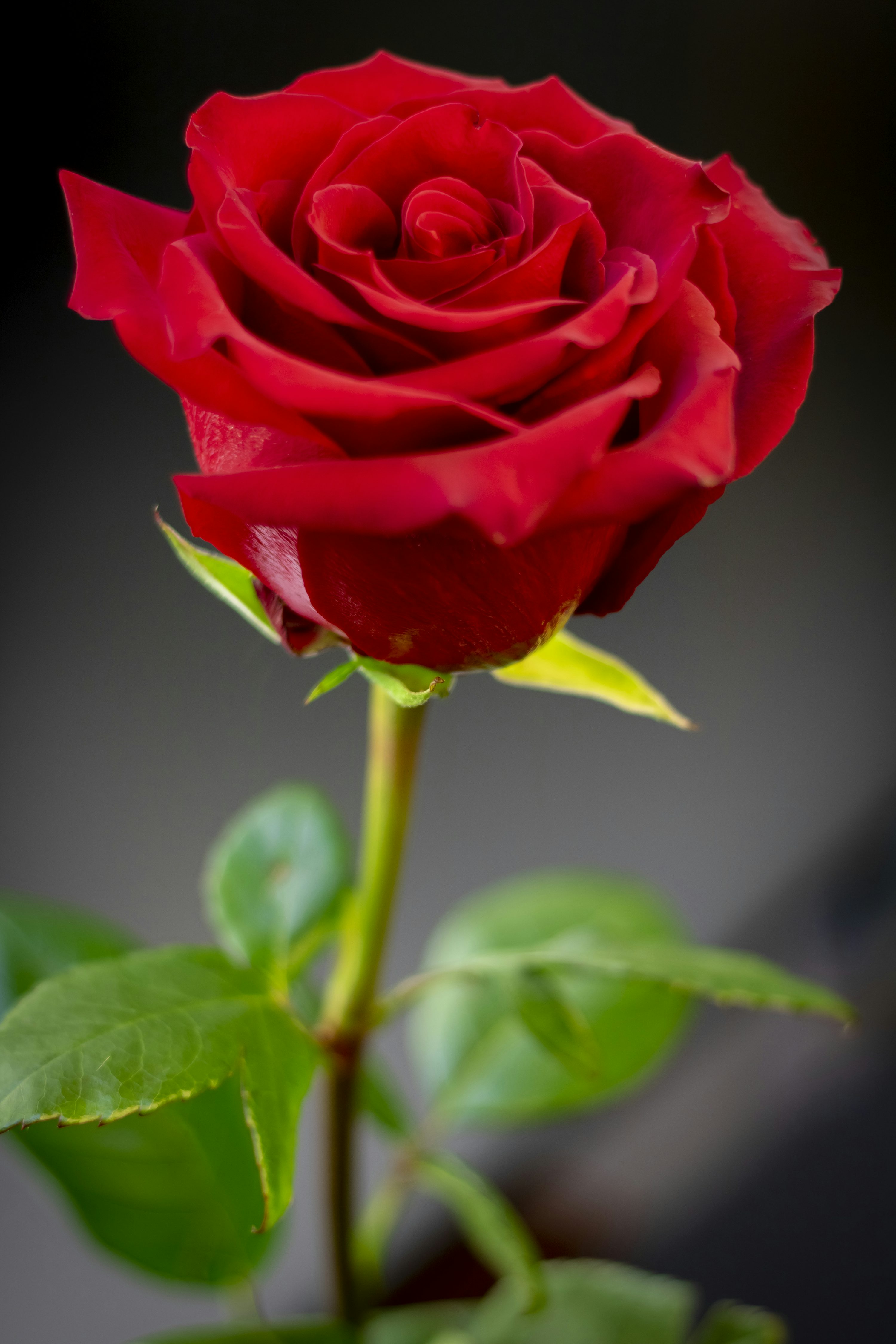 Premium Non-GMO Red Rose Seeds for Planting
