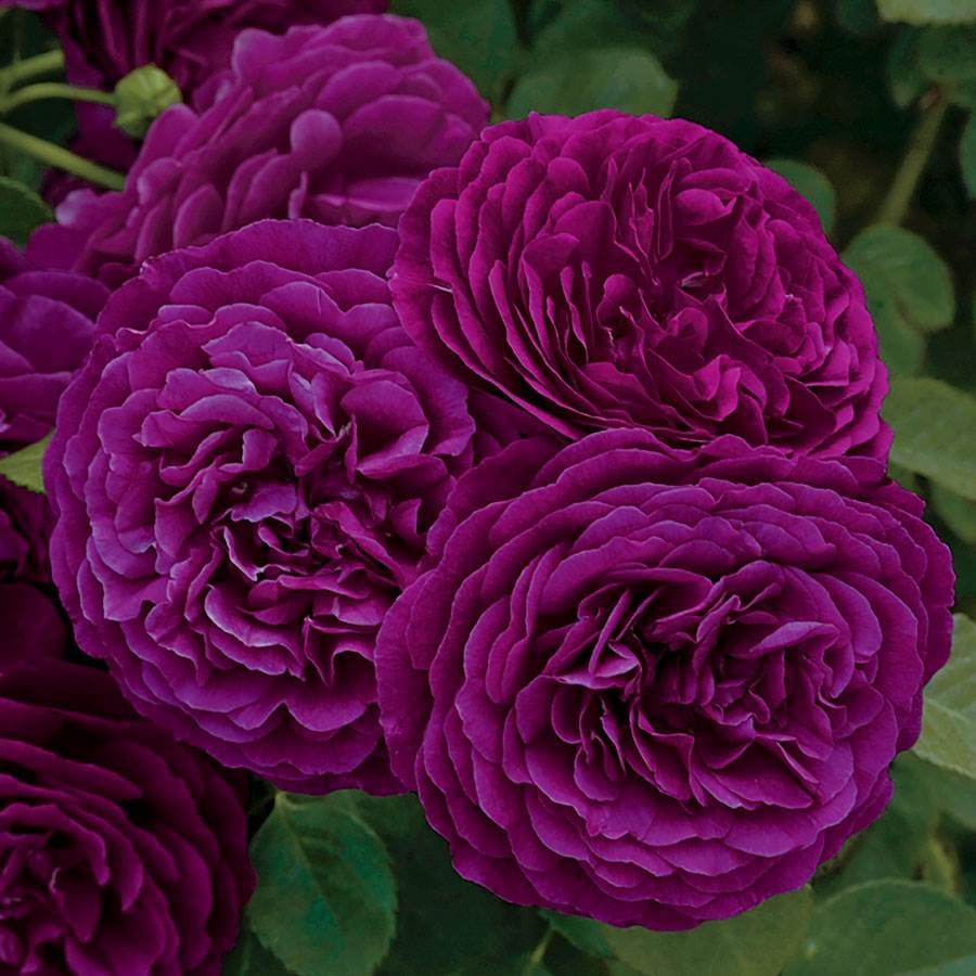 Premium Non-GMO Dark Purple Rose Seeds