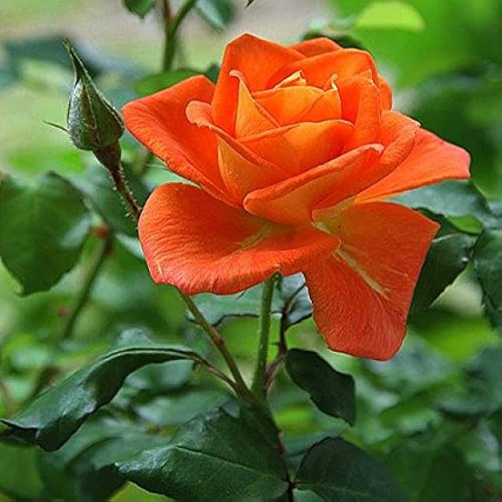 Non-GMO Orange Rose Seeds for Garden