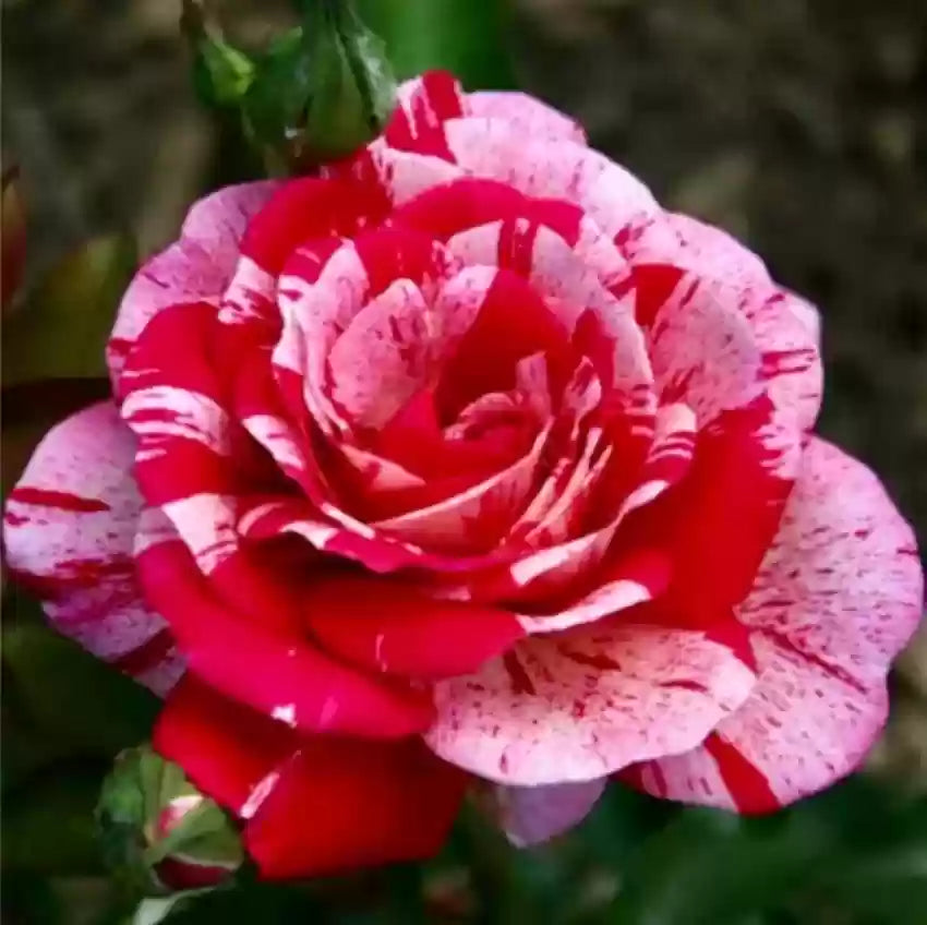 Non-GMO Rose Seeds for Home Gardening